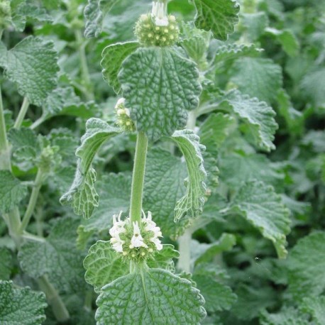 White horehound
