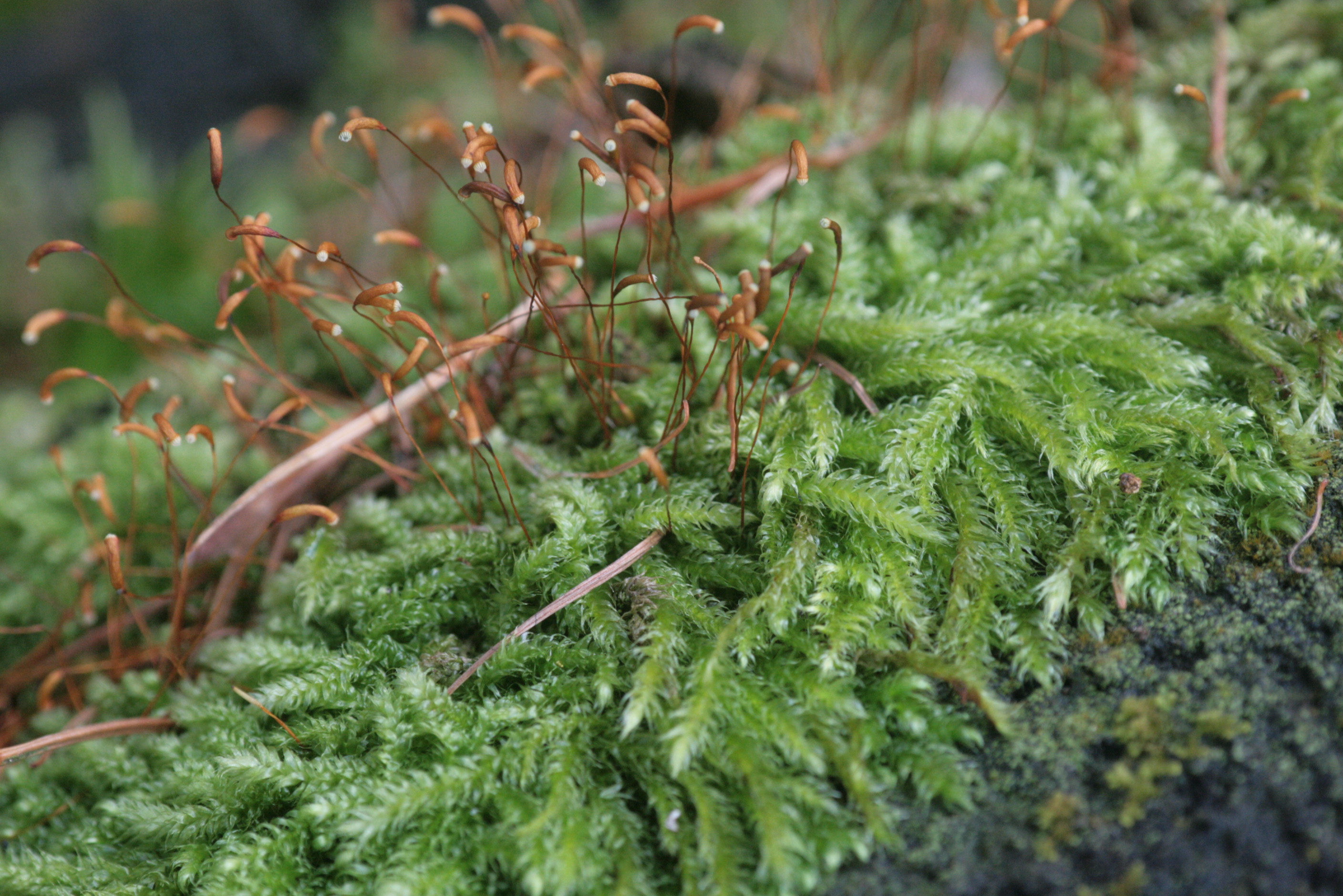 Seliger's herogiella moss