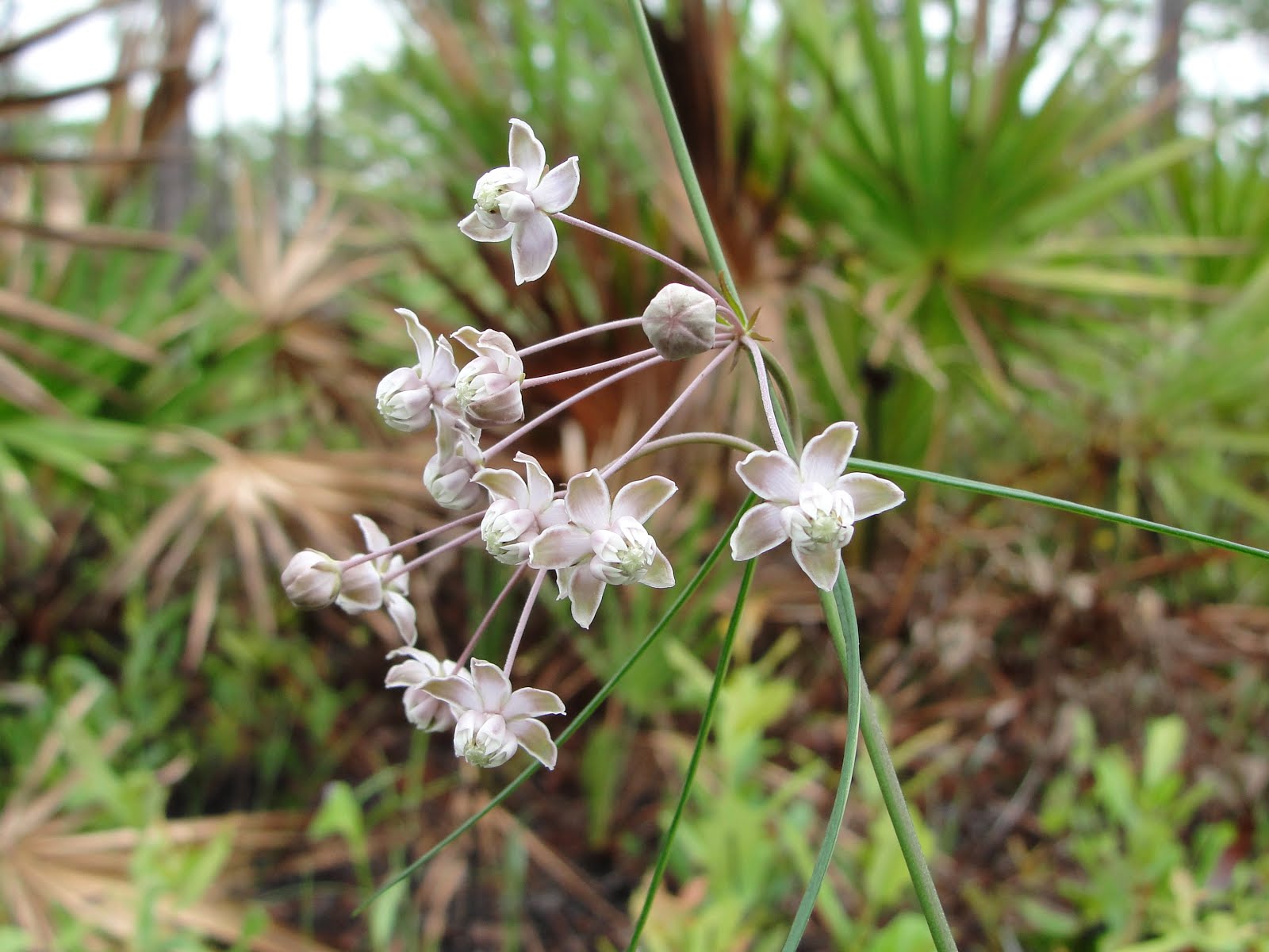 Pinewoods milkweed