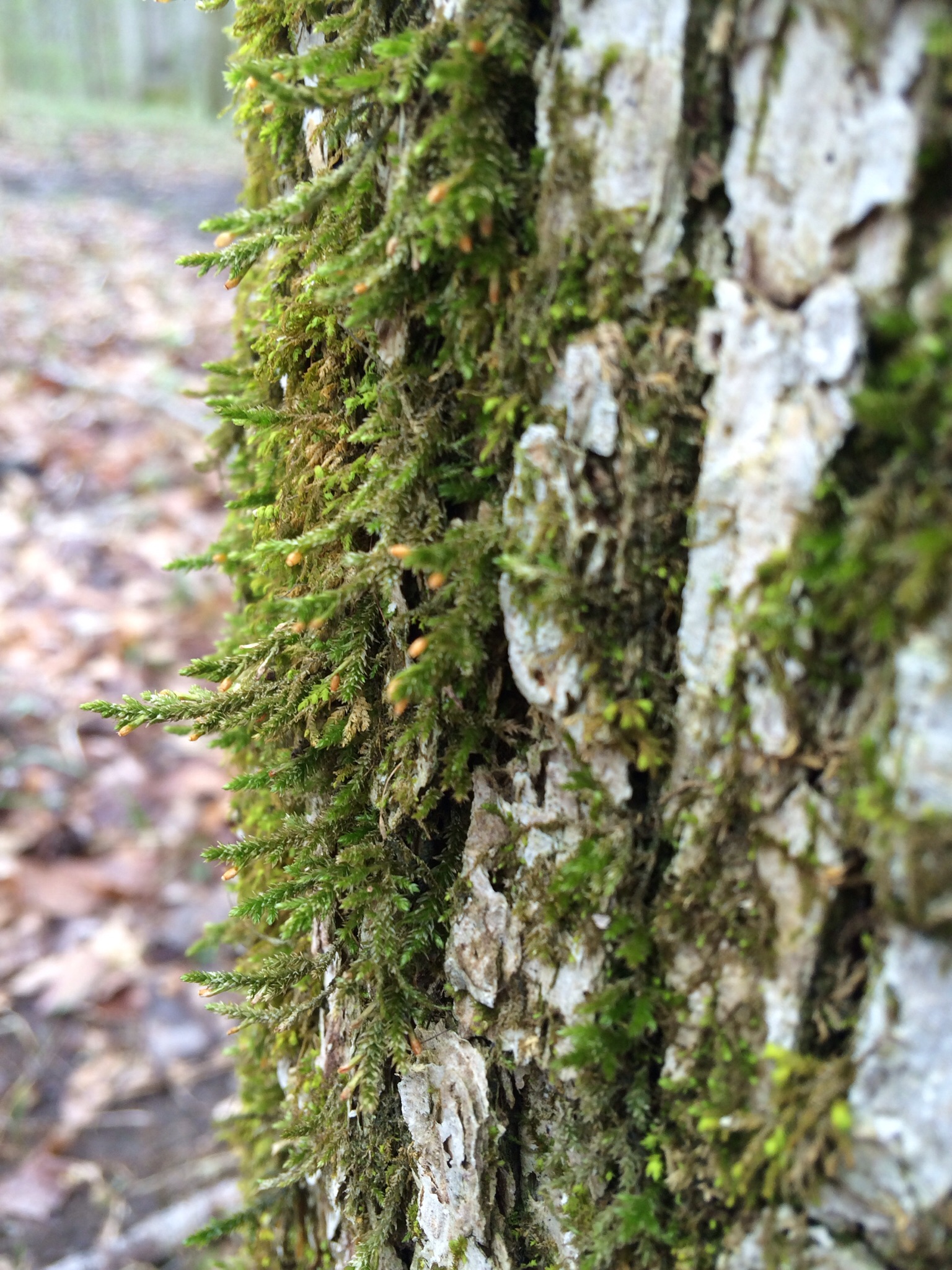 Forsstroemia moss