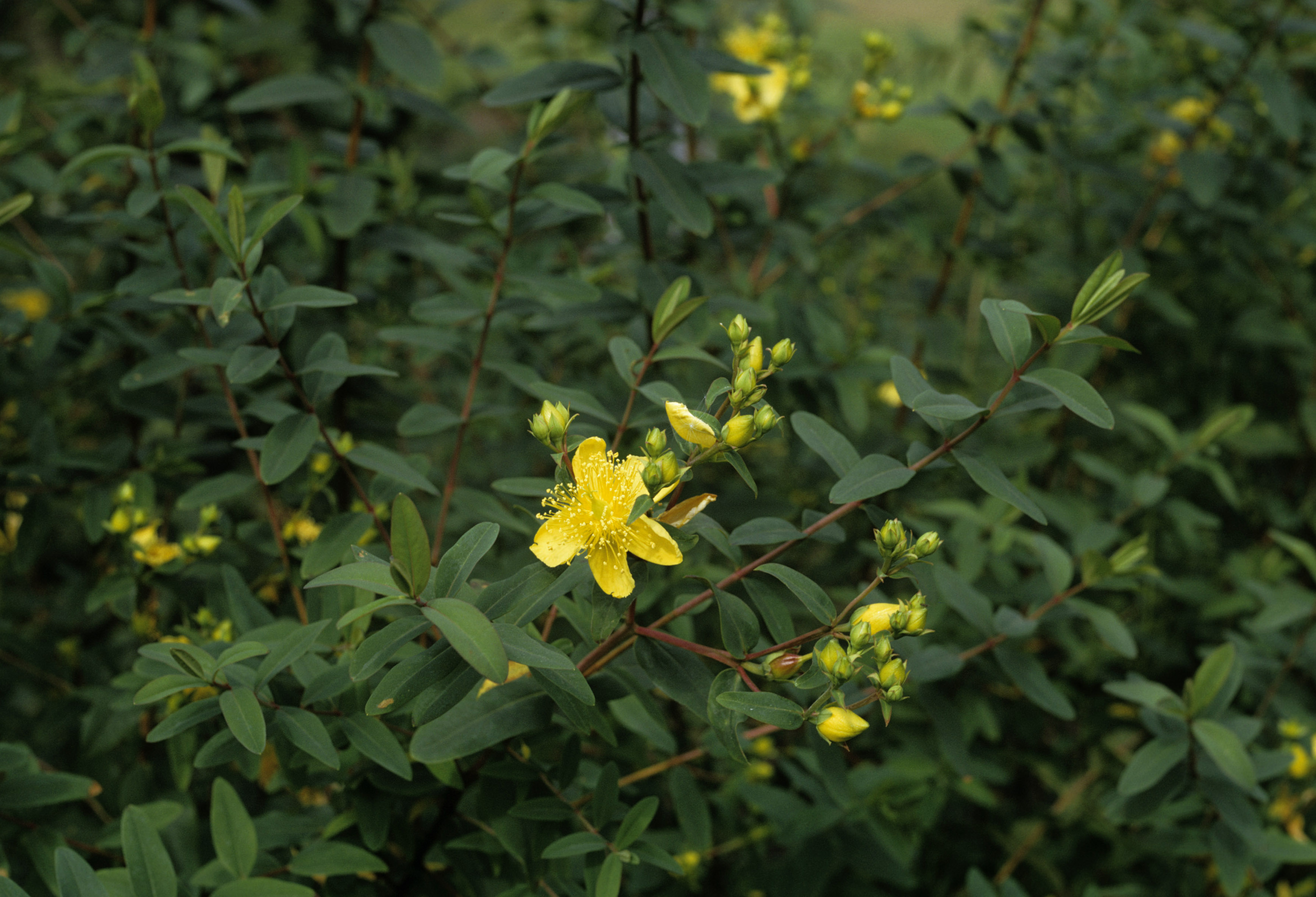 St. john's wort