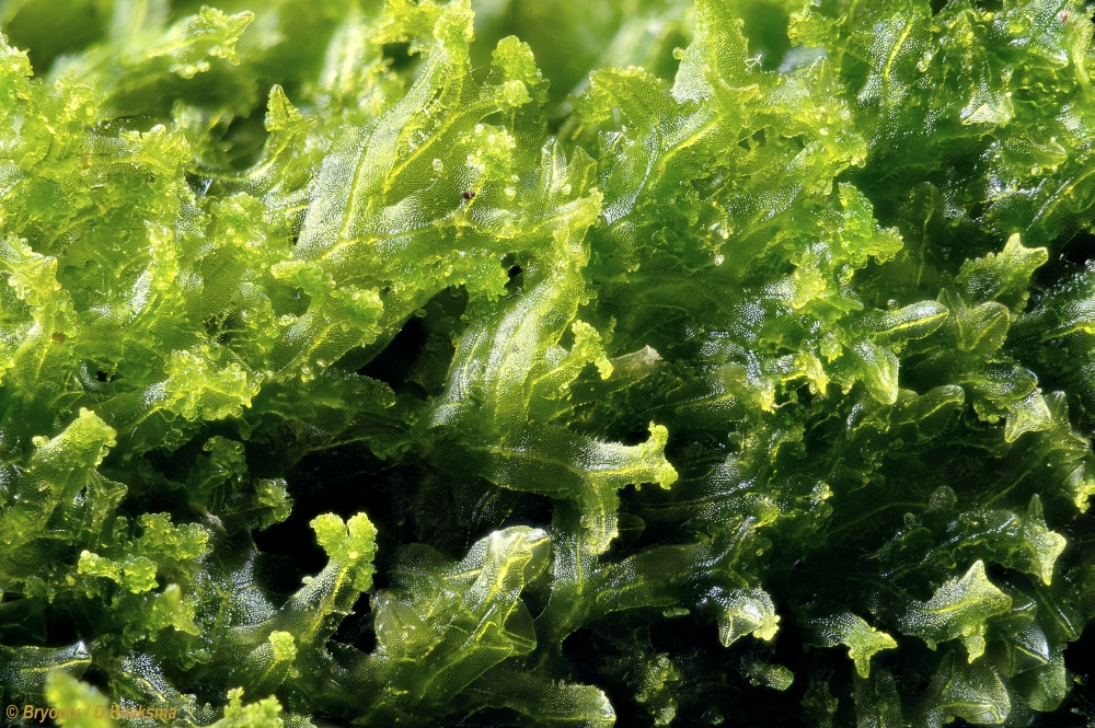 Temperate metzgeria