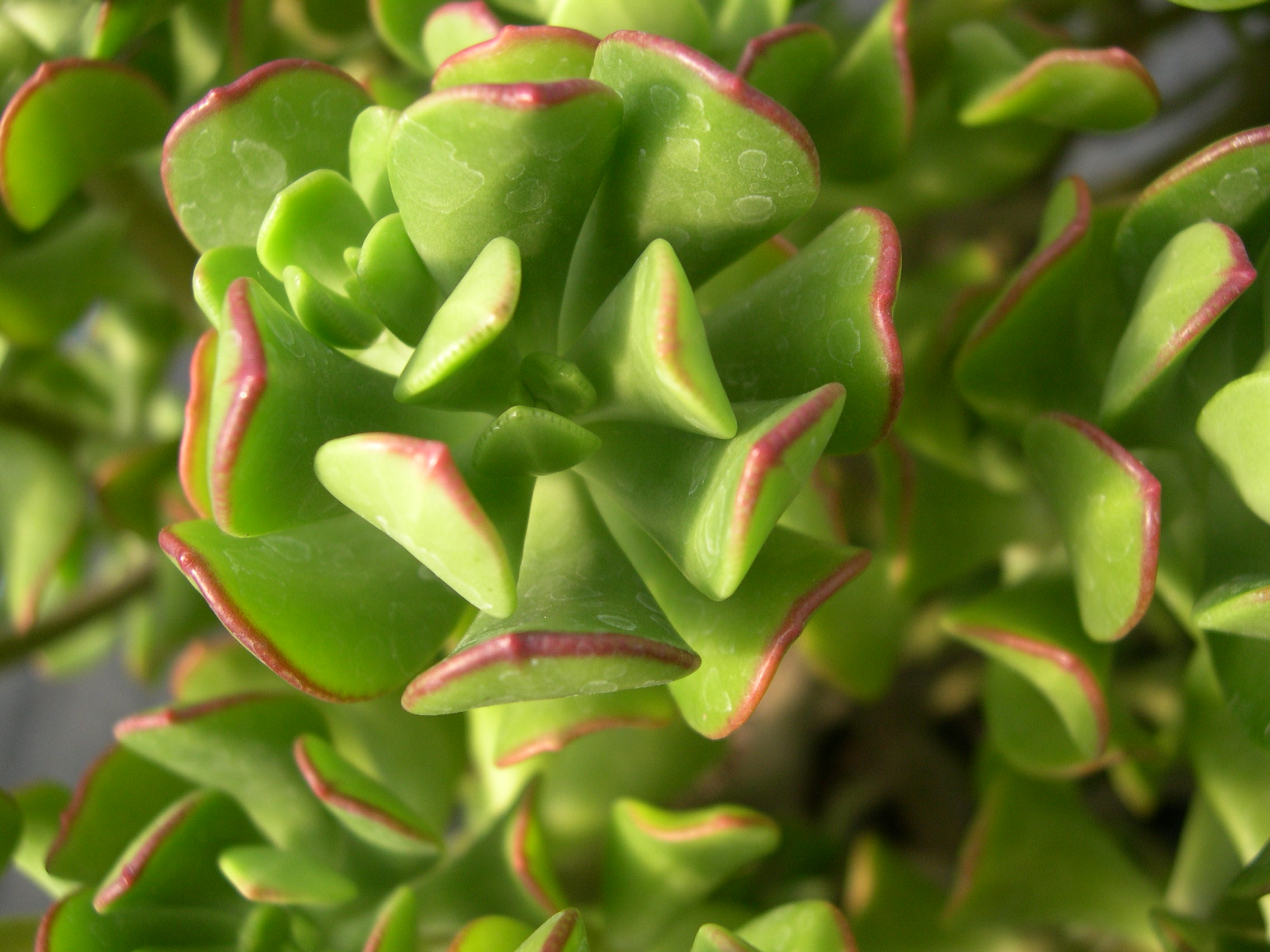 Tree stonecrop