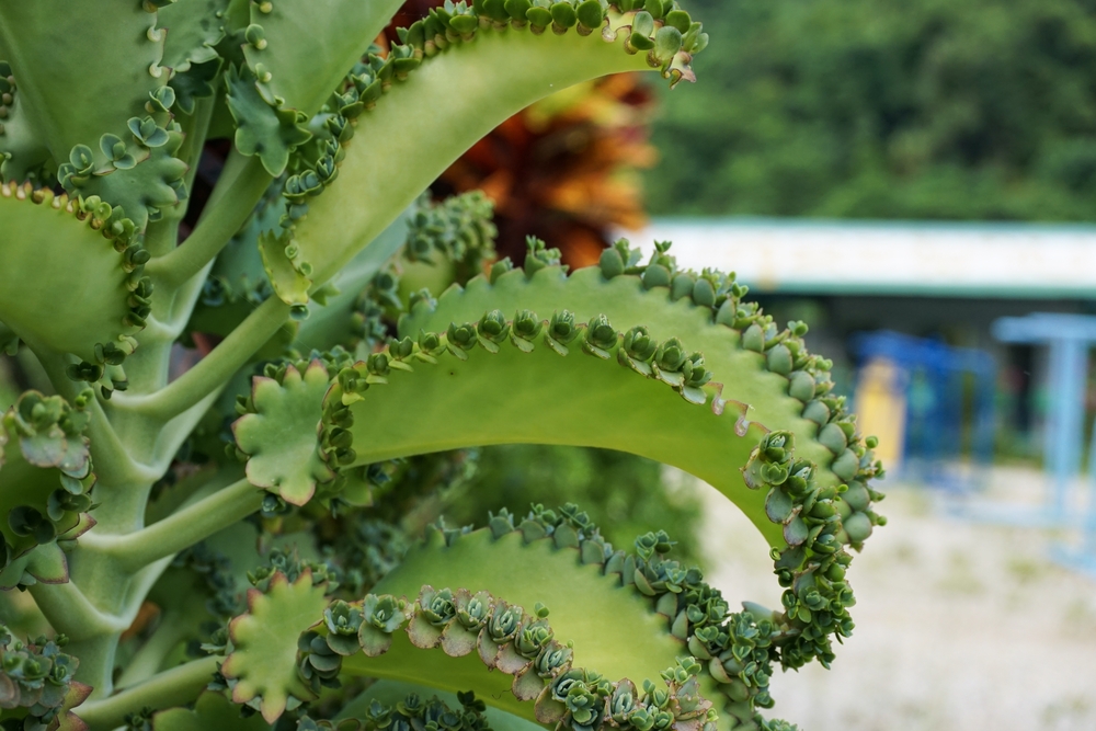 Mother of thousands