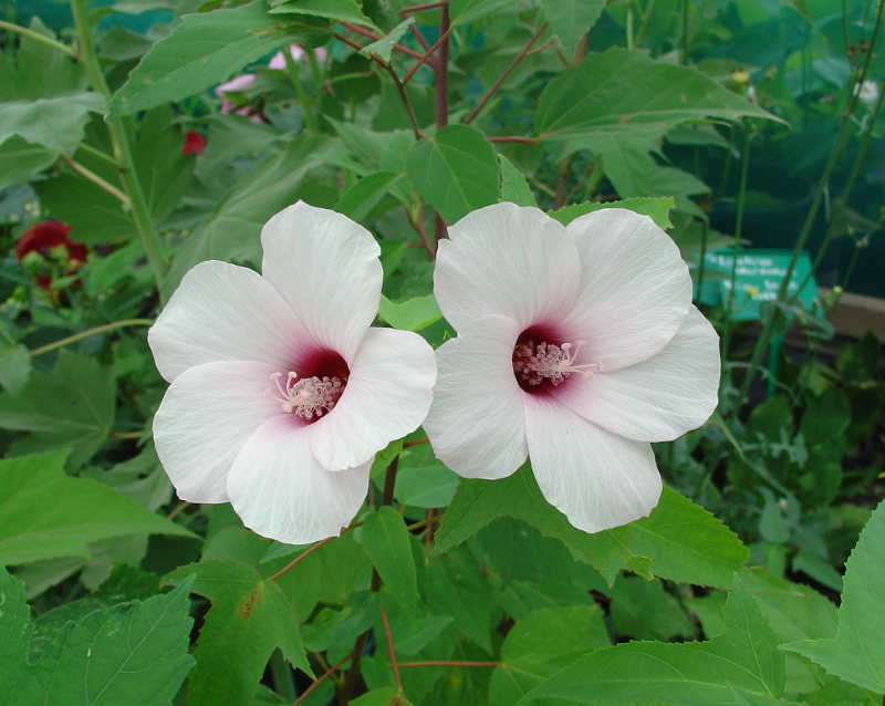 Halberdleaf rosemallow