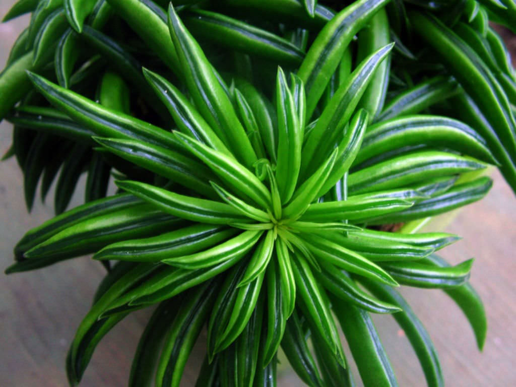 olivenbaum 160 cm XXL Olivenbaum 160-170cm kaufen  Green Me Up