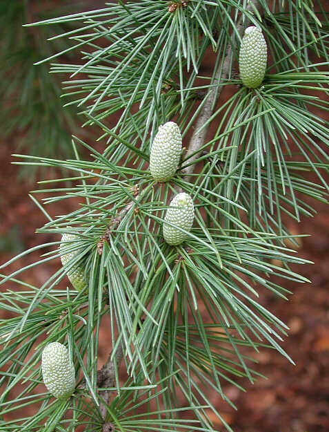 Deodar cedar