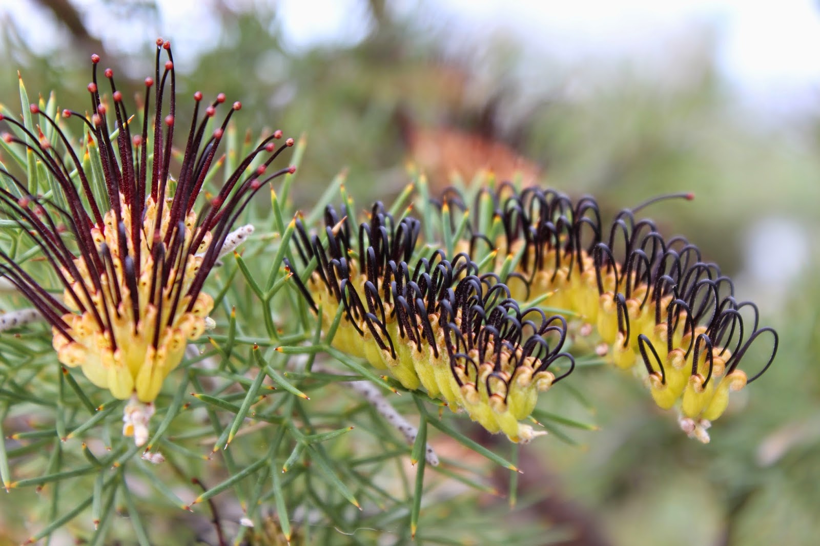 Pixie mops (Petrophile shuttleworthiana) - Image 1 of 10