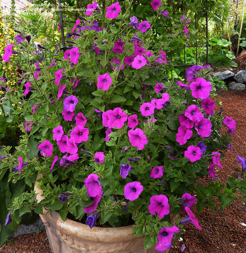 Wild petunia