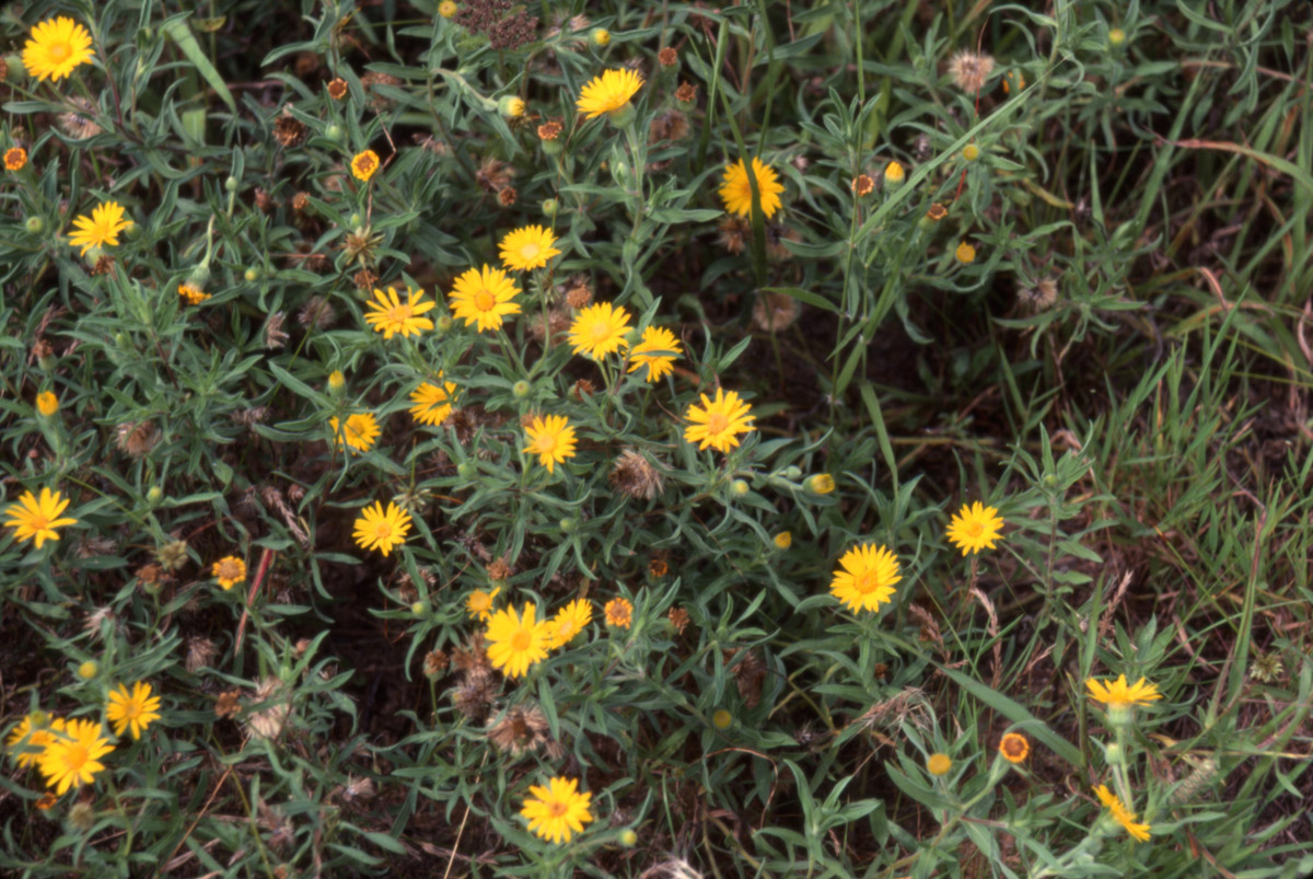 Golden aster