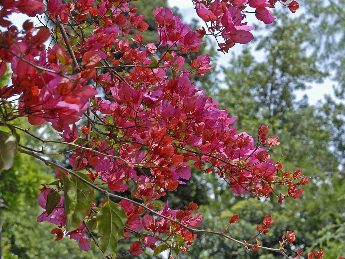 Bougainvillea
