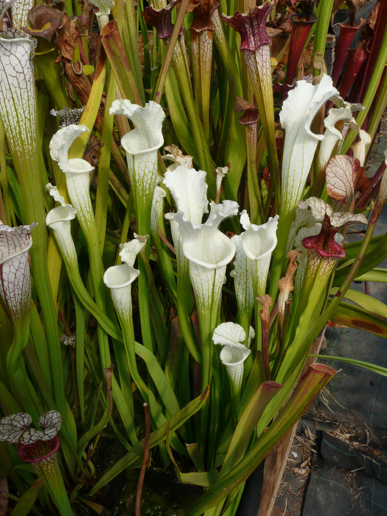 White pitcher plant