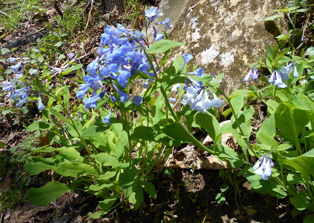 Drummond's bluebell