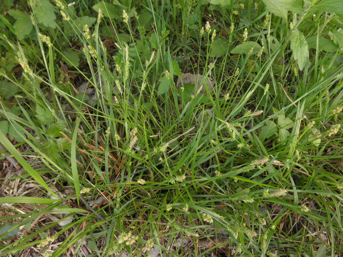 Leavenworth's sedge