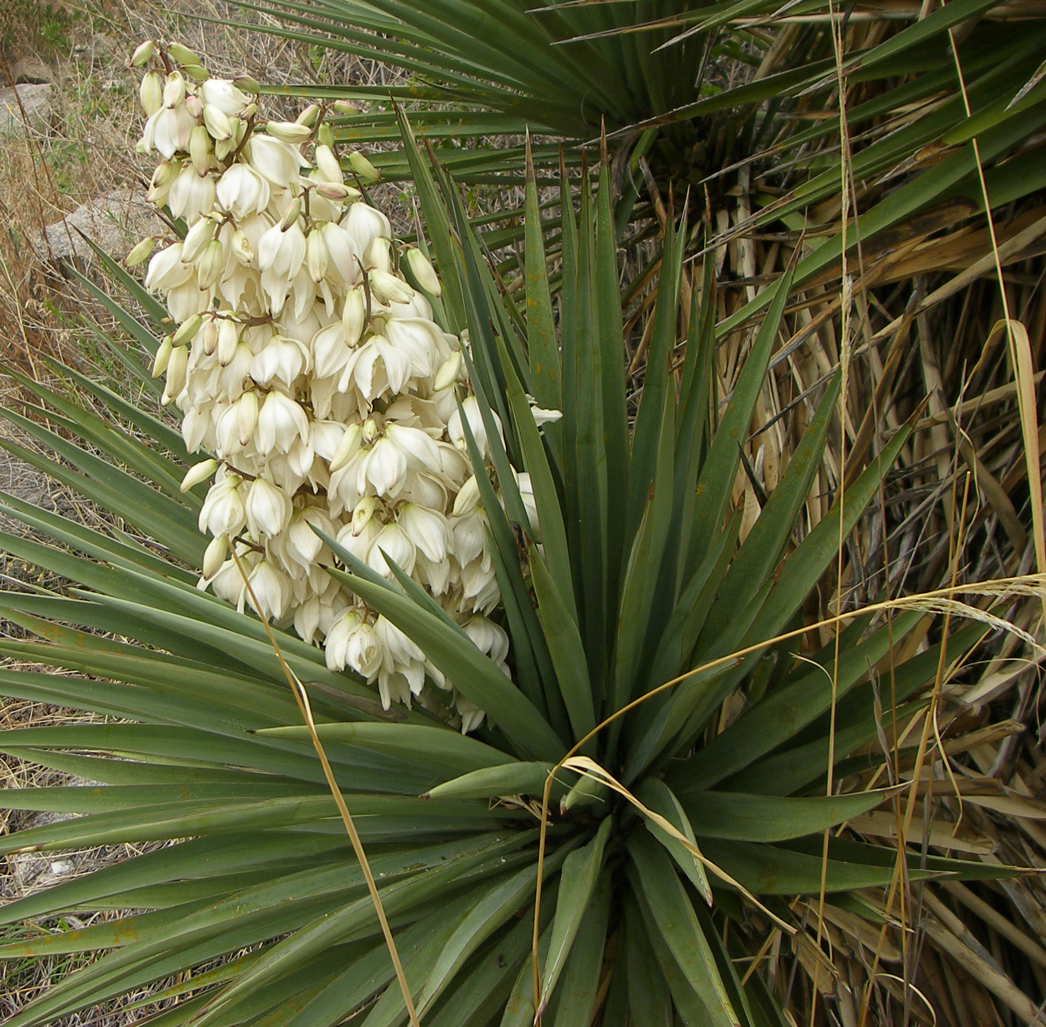 How to care for Mountain yucca - Complete Plant Care Guide