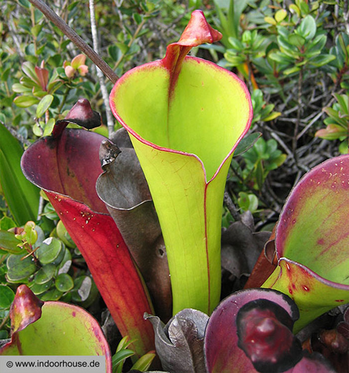 Smooth sun pitcher