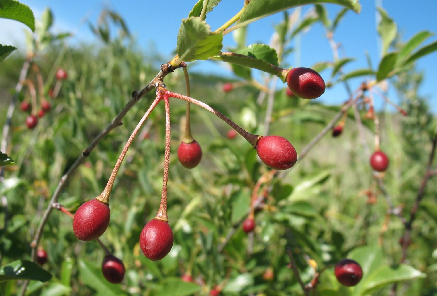 How to care for European dwarf cherry - Complete Plant Care Guide | PlantSnap - Plantsnap - Identify Plants, Trees, Mushrooms With An App