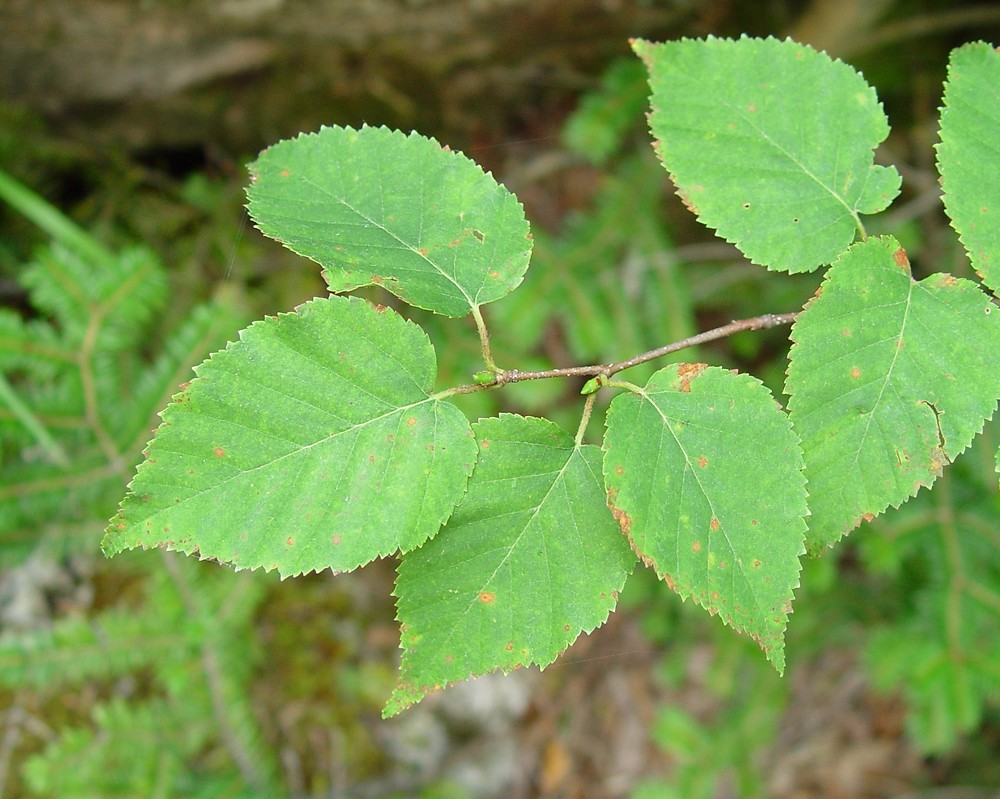 Paper birch