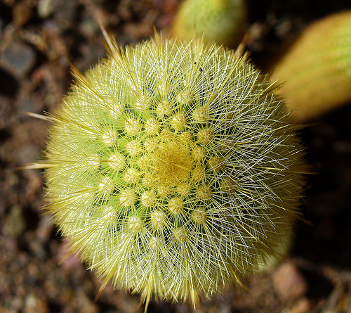 Hedgehog cactus