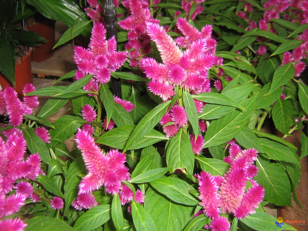 Woolflower