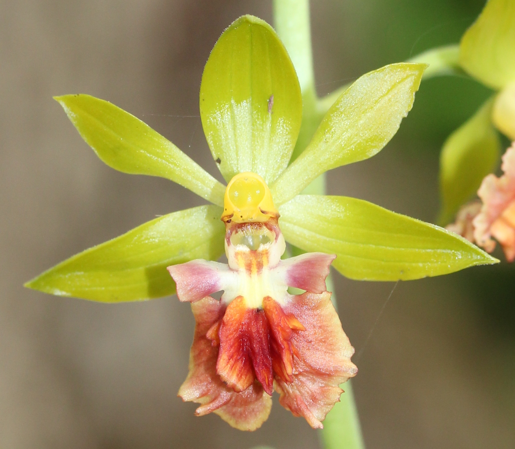 Christmas orchid