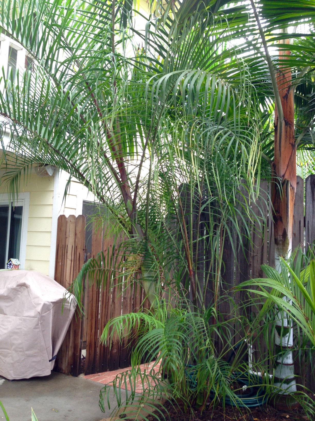 Manarano palm (Dypsis heteromorpha) - Image 1 of 10