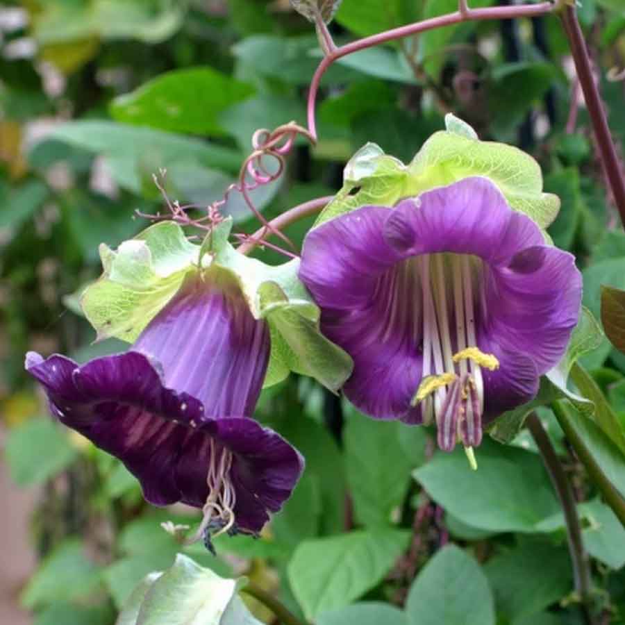 How to care for Cup-and-saucer vine - Complete Plant Care Guide | PlantSnap  - Plantsnap - Identify Plants, Trees, Mushrooms With An App