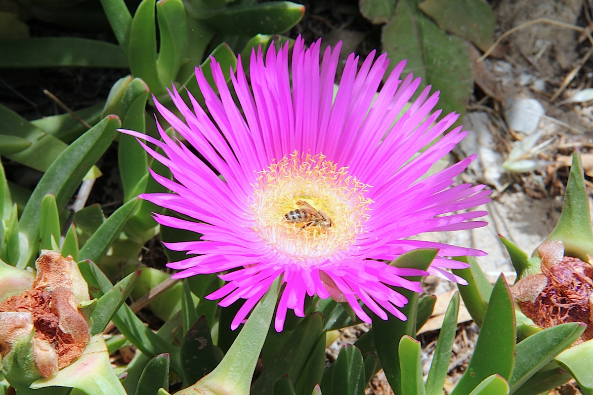 Hottentot-fig