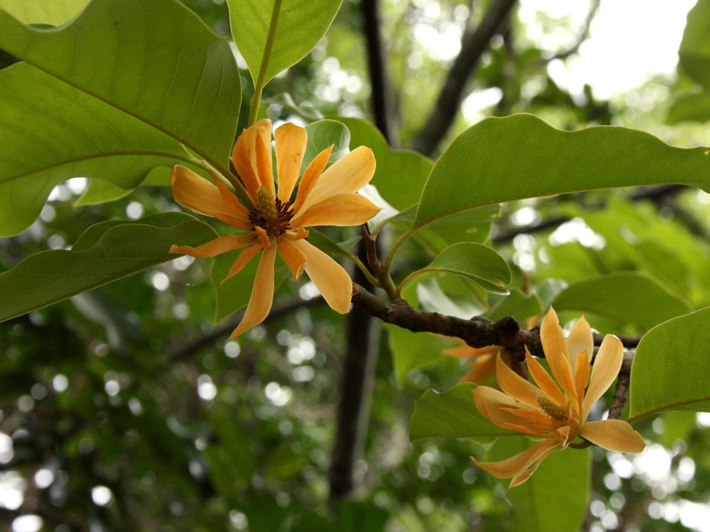 Champaca (Magnolia champaca) - Image 1 of 10