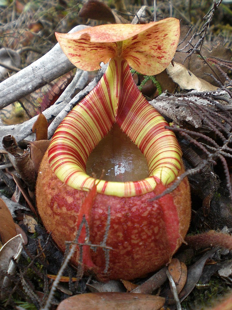 Pitcher plant