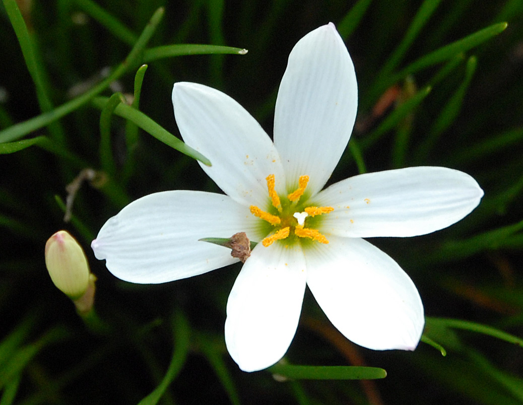 How to care for Rain lily - Complete Plant Care Guide | PlantSnap -  Plantsnap - Identify Plants, Trees, Mushrooms With An App