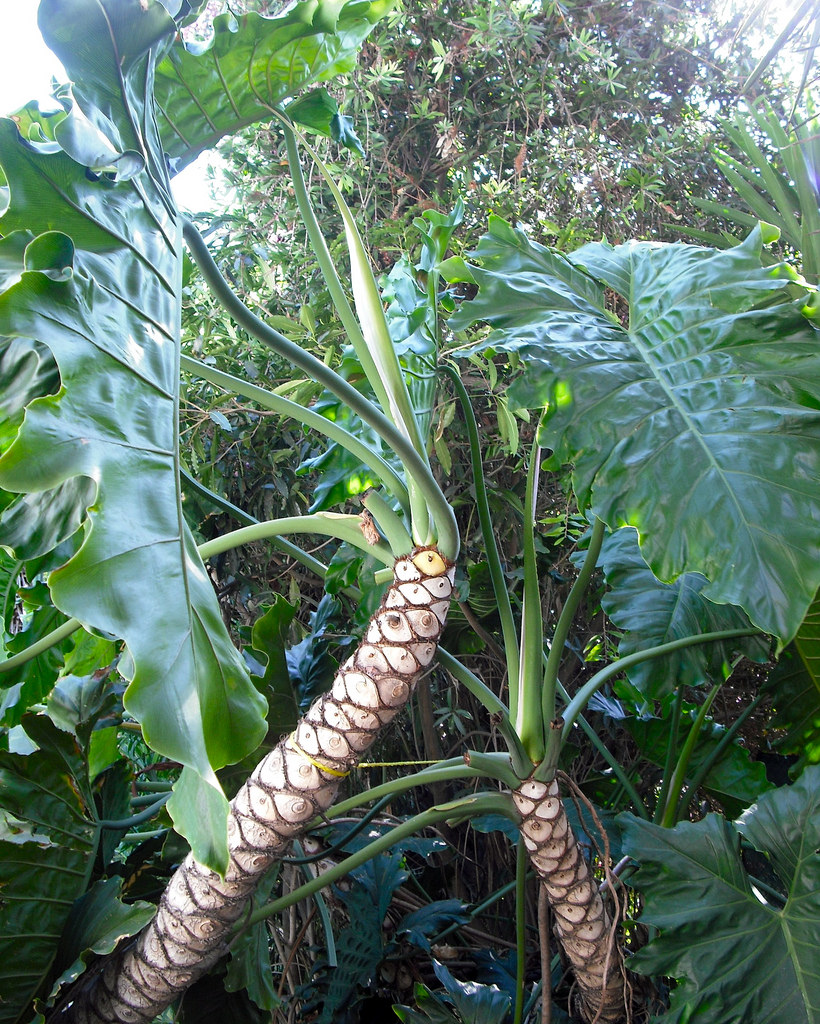 How to care for Giant philodendron - Complete Plant Care Guide | PlantSnap  - Plantsnap - Identify Plants, Trees, Mushrooms With An App