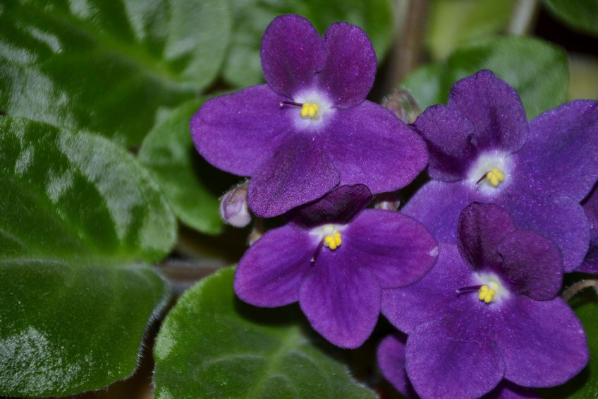 African violet