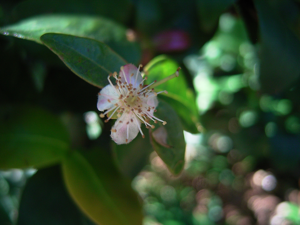 Scrub ironwood