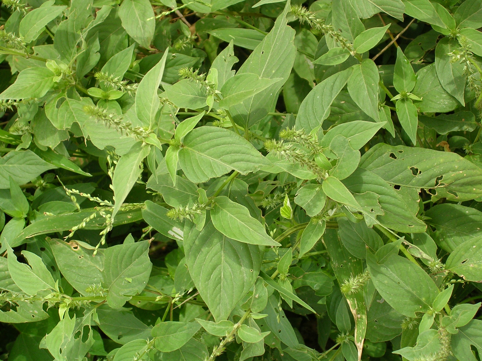 How to care for Prickly chaff flower - Complete Plant Care Guide |  PlantSnap - Plantsnap - Identify Plants, Trees, Mushrooms With An App