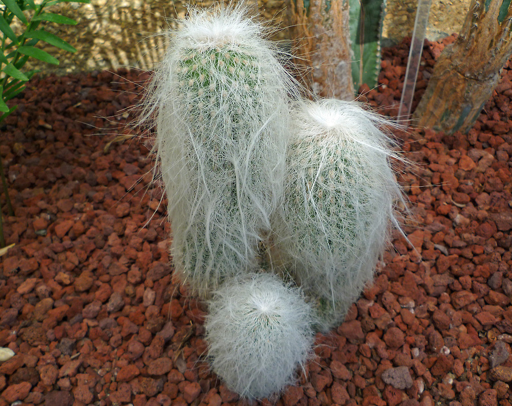 How to care for Old man cactus - Complete Plant Care Guide | PlantSnap -  Plantsnap - Identify Plants, Trees, Mushrooms With An App
