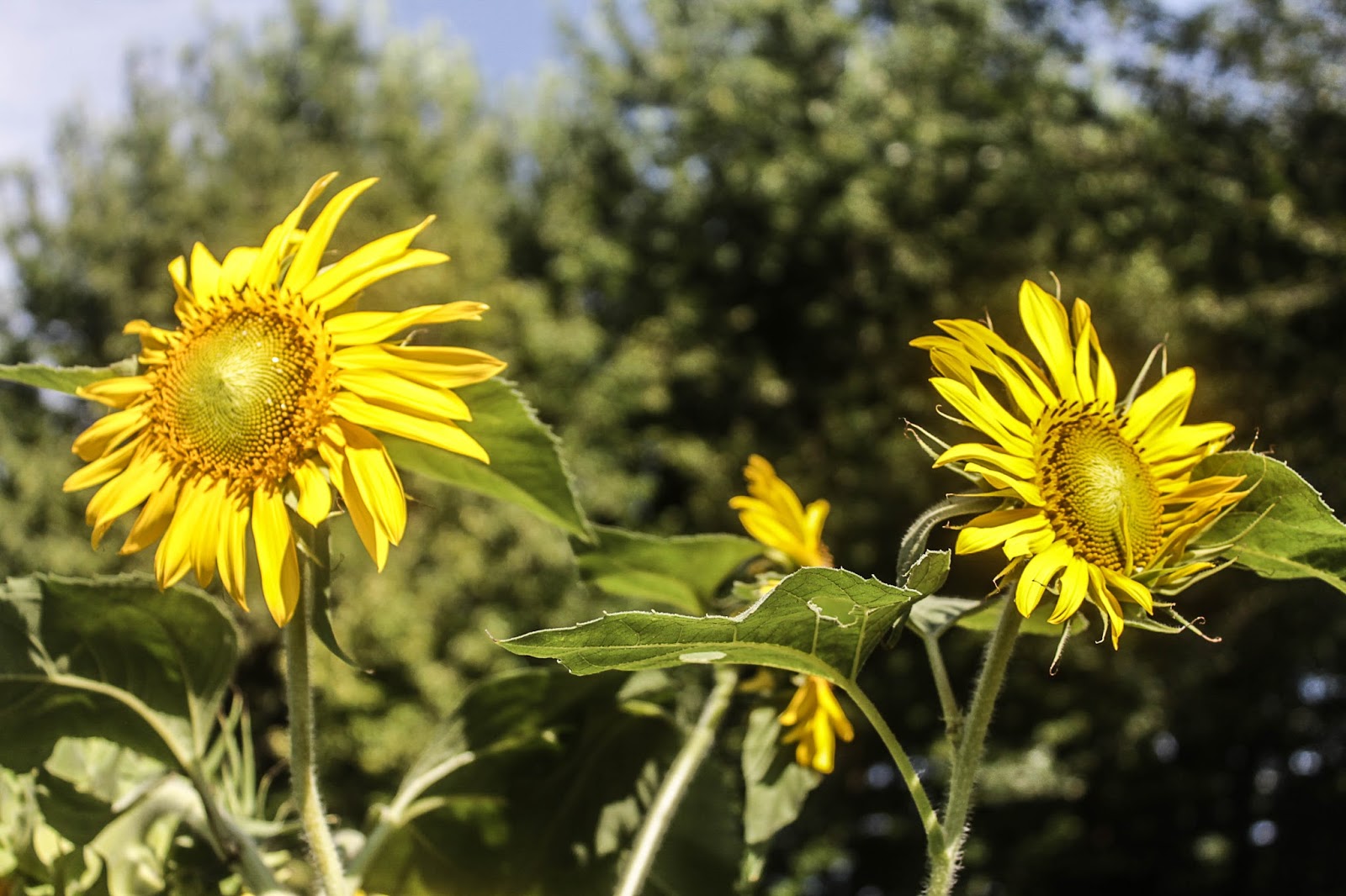 The mississippi sunflower