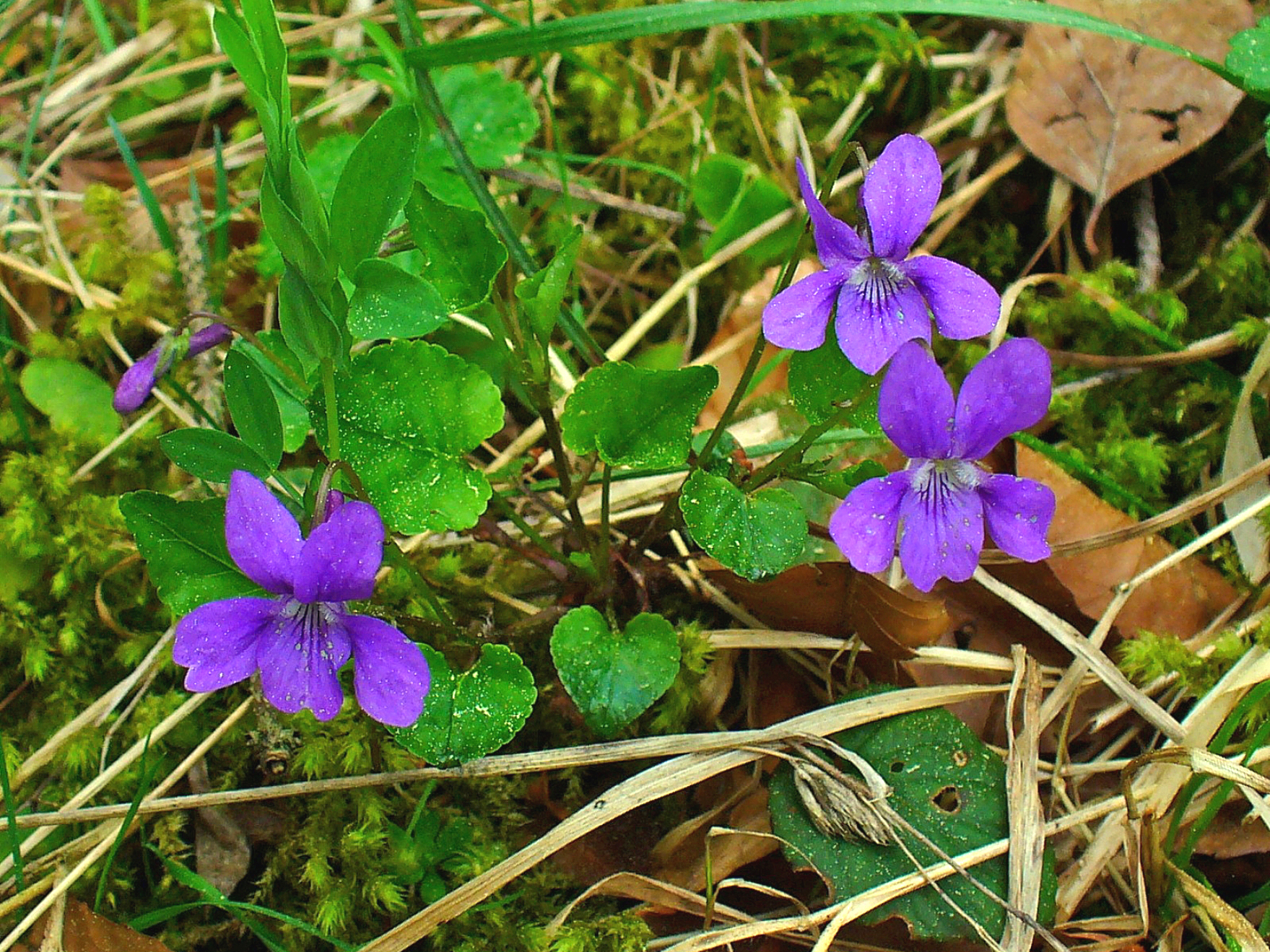 Charming violet
