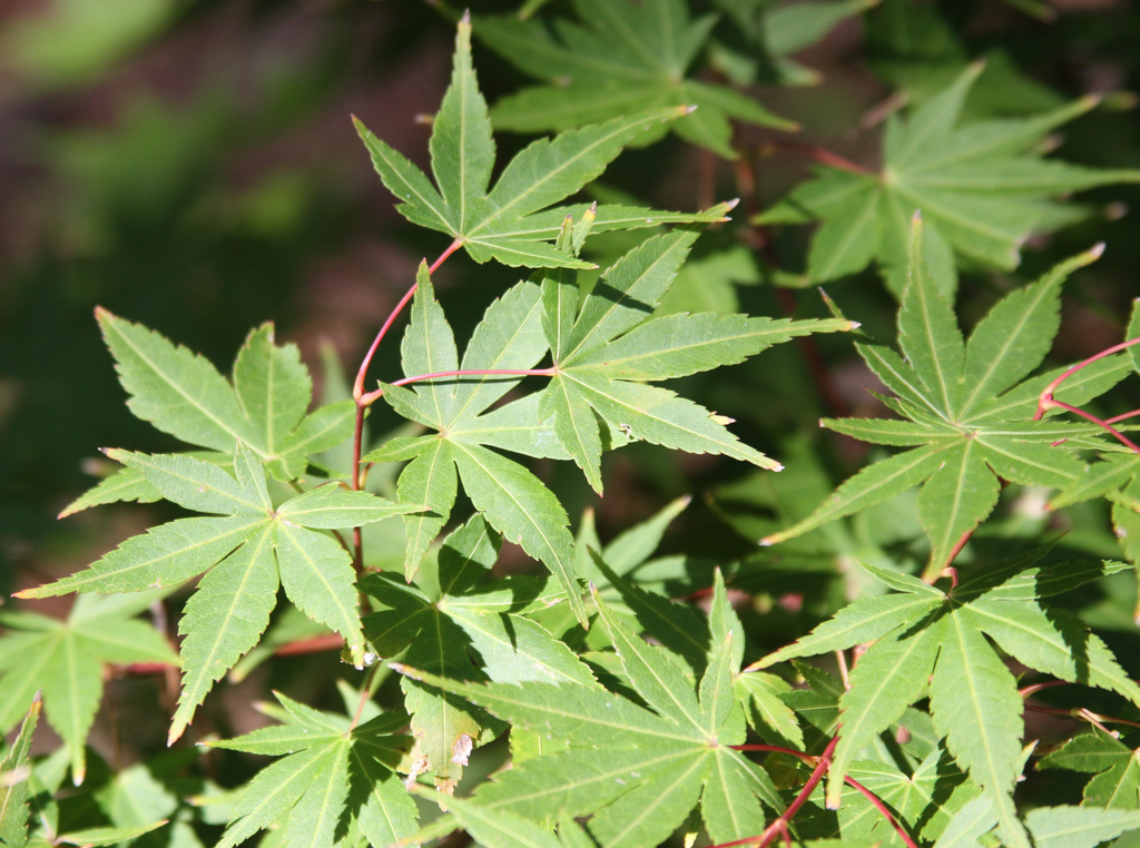 Green maple