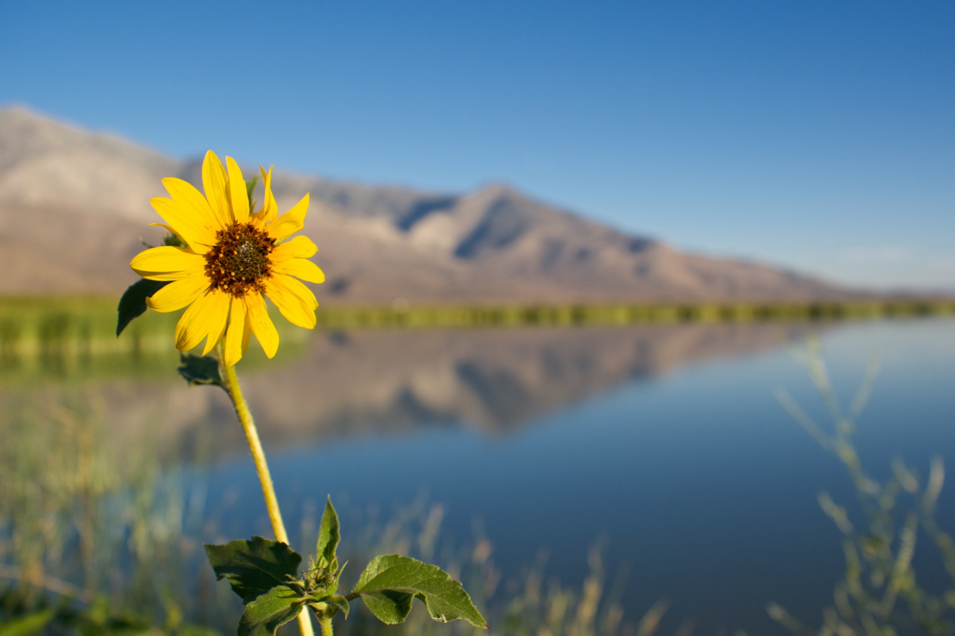 Lake helen sunflower