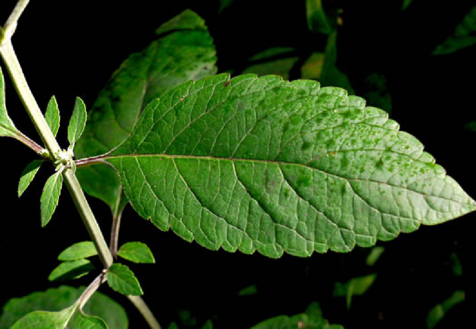 Hoary skullcap