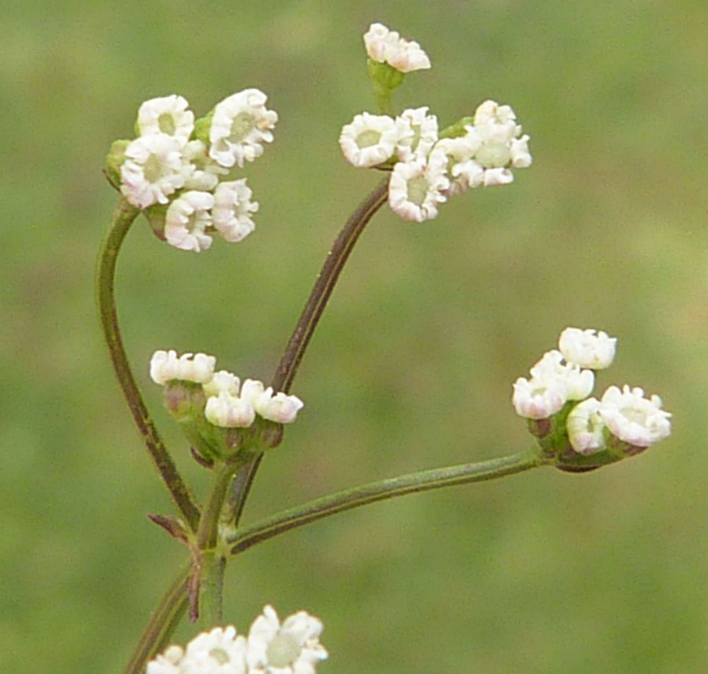 Stone parsley