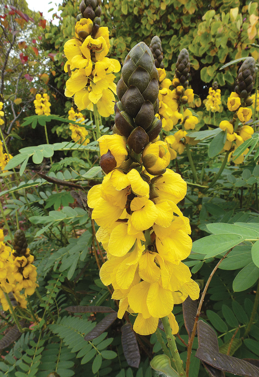 Popcorn cassia