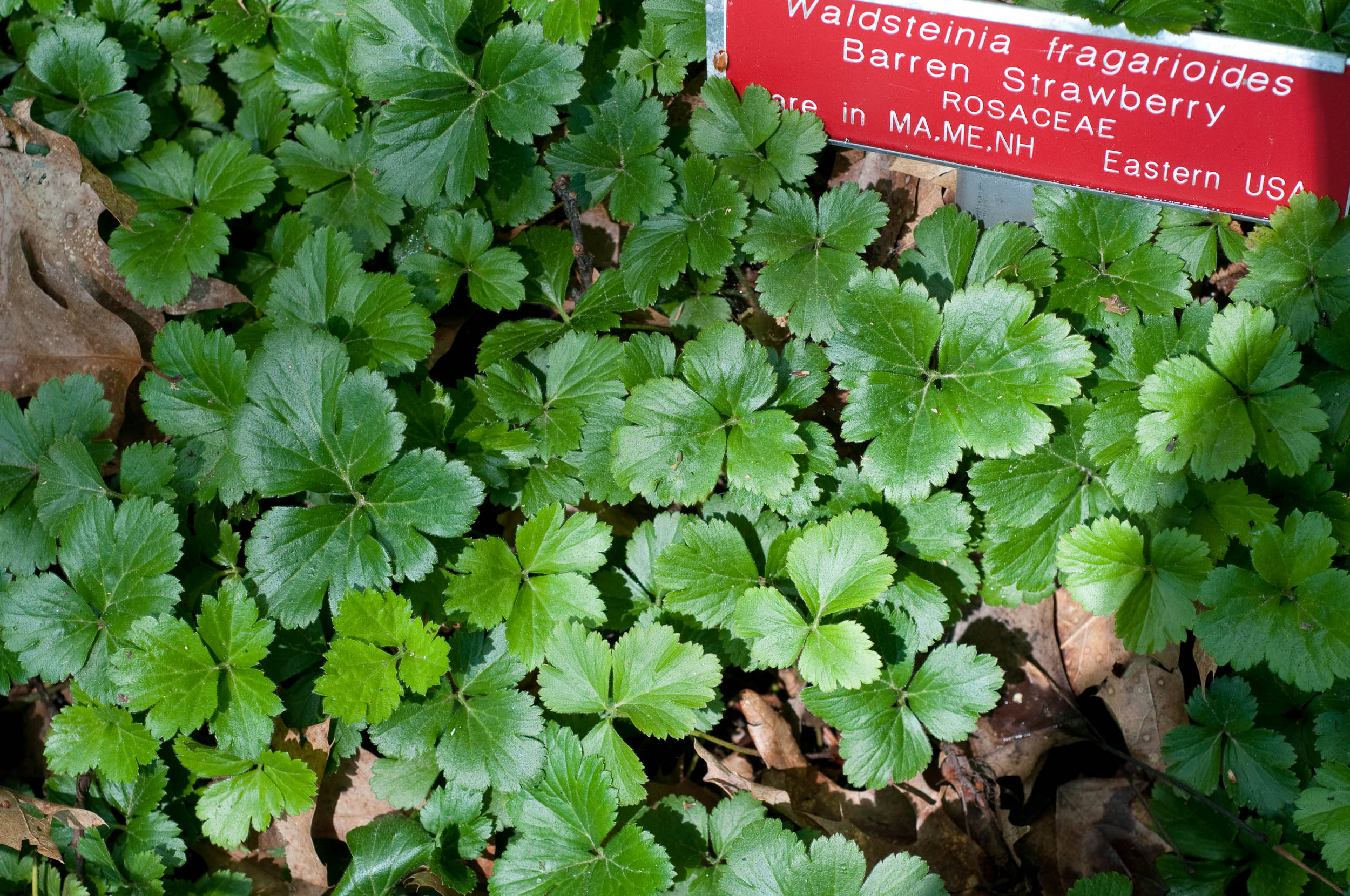 Don's avens