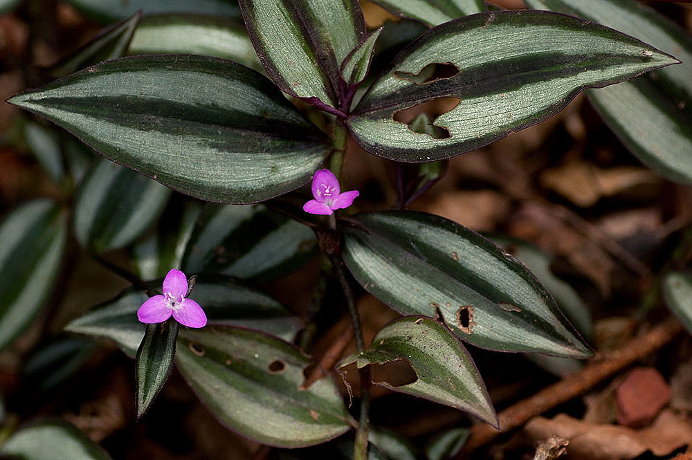 Wandering jew - Plantsnap - Identify Plants, Trees, Mushrooms With An App