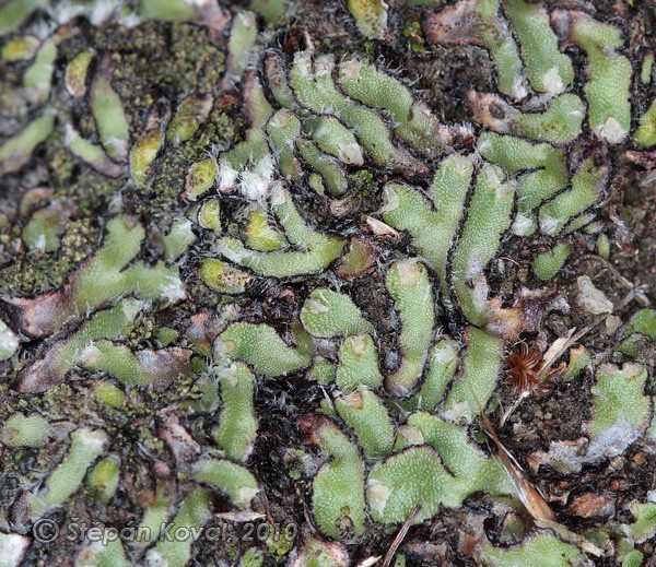 Saccate asterella