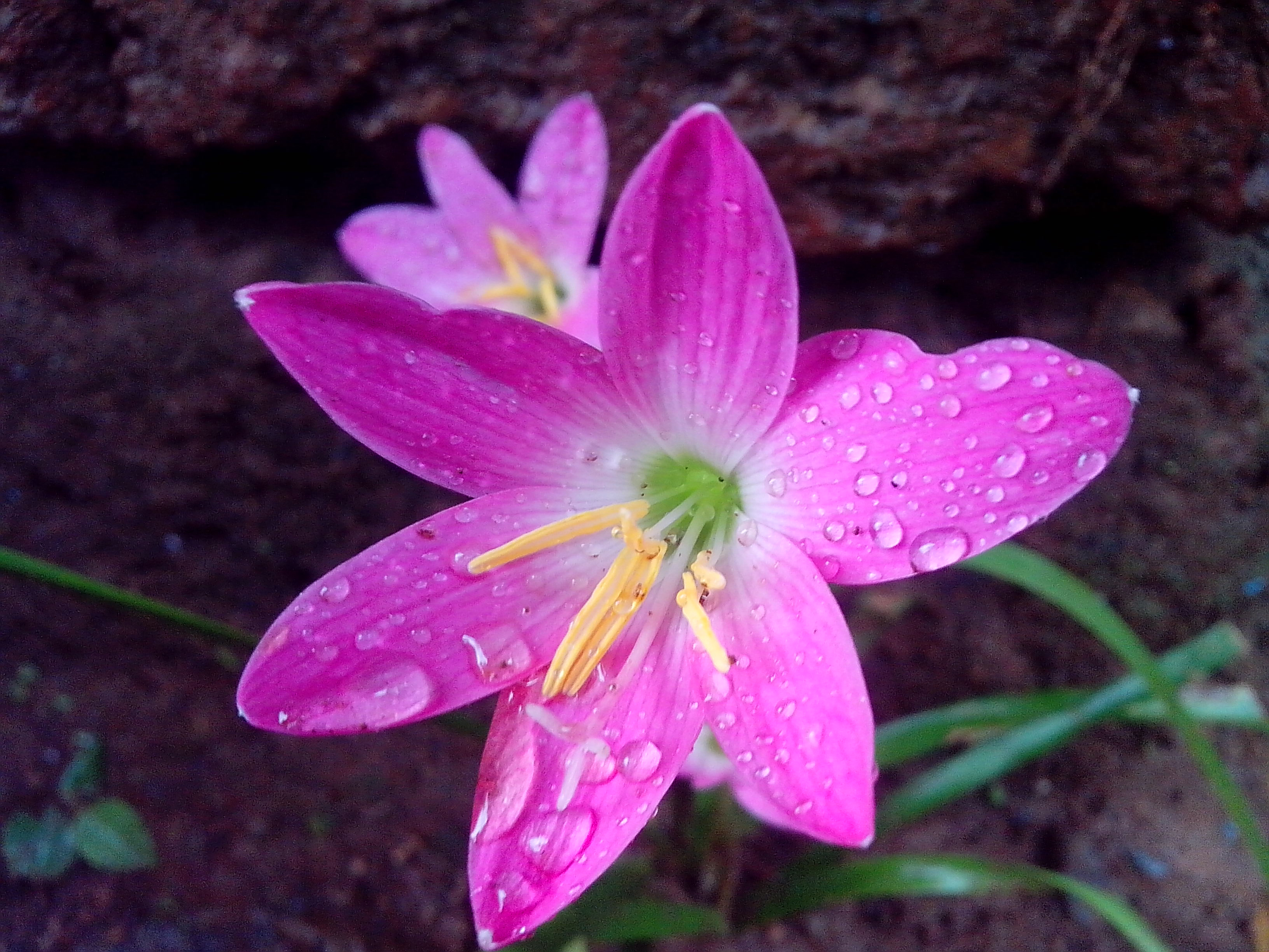 Pink rain lily