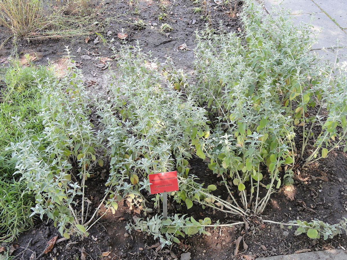Eastern horehound