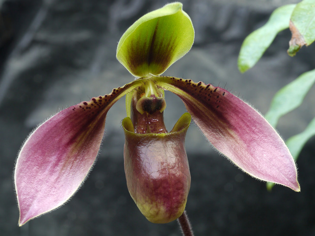 Appleton's paphiopedilum
