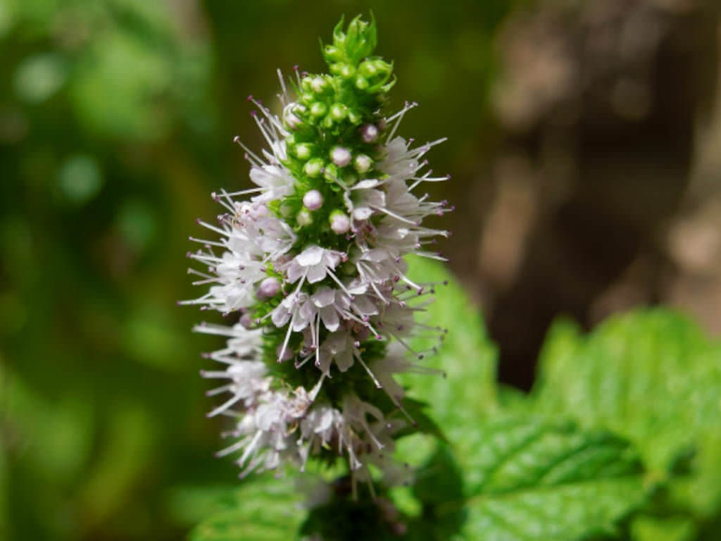 Spearmint